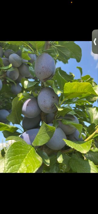 Prune HAGANTA( soi olandez) dimensini mari