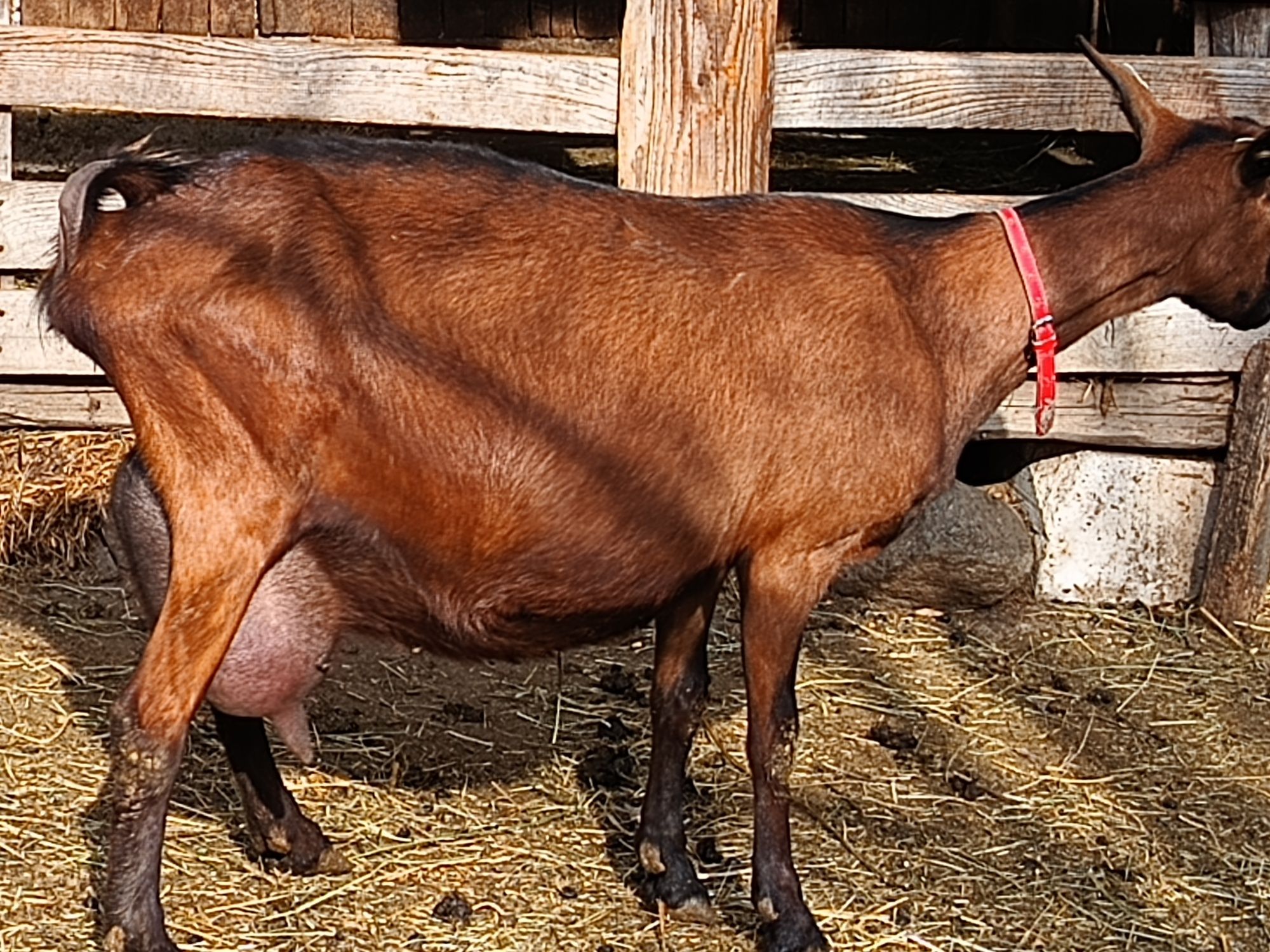 Lapte si branza de capra