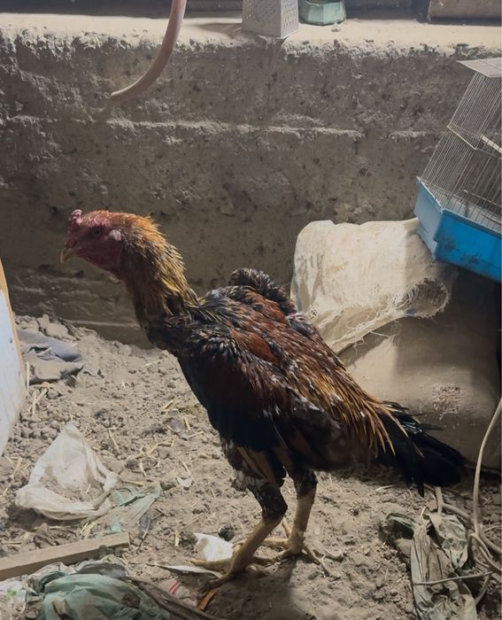 хорозлар сотилади