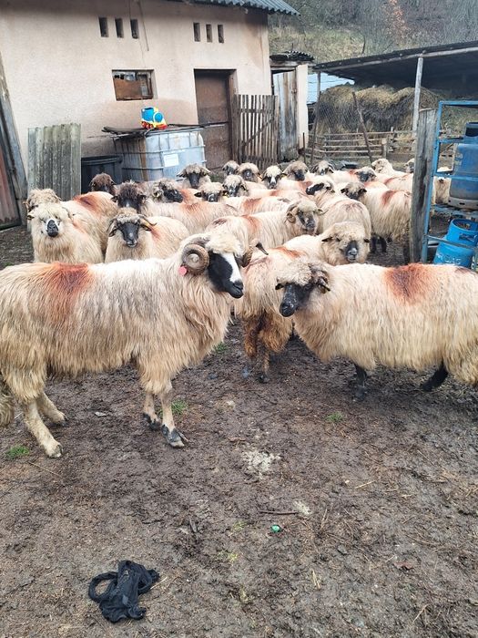 Vand 30 oi mai multe detalii în privat