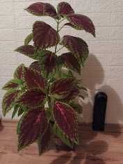 три растения + отстъпка и подарък