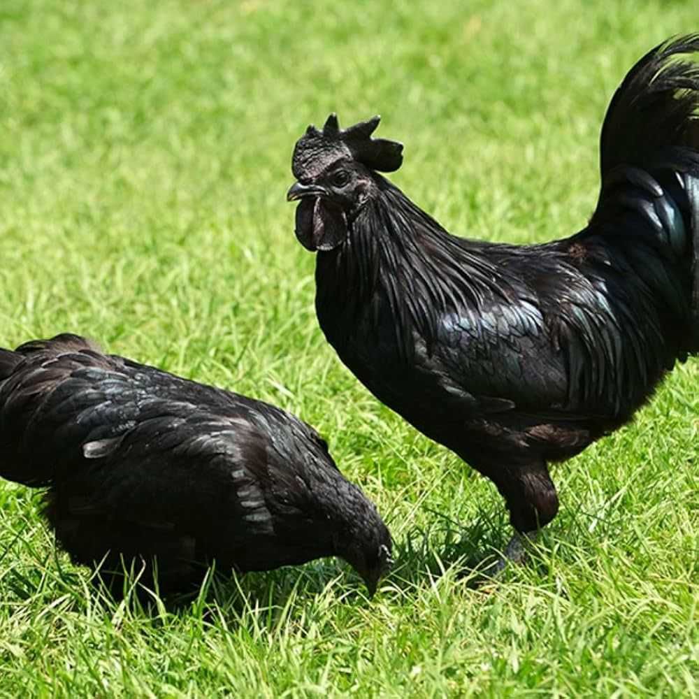 Ухейилюй жўжалари сотилади