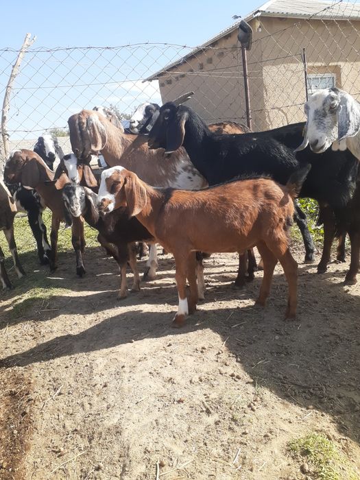 Echki zotdor Angola nubinski
