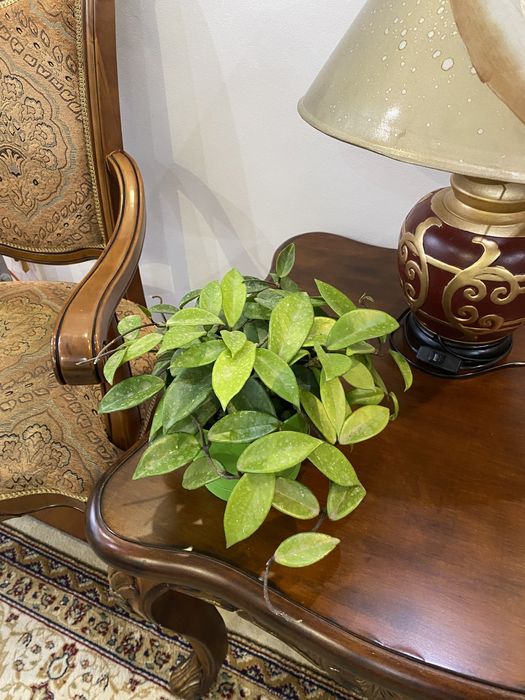 Домашнее растение Хоя