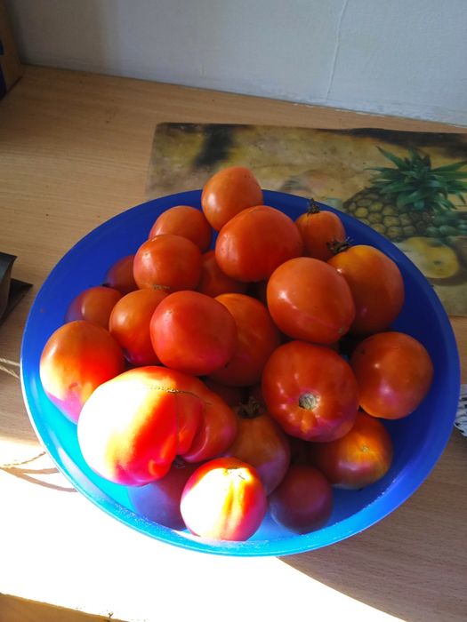 Продаю свежие помидоры.