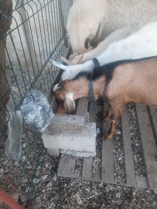 Animalele domestice capre