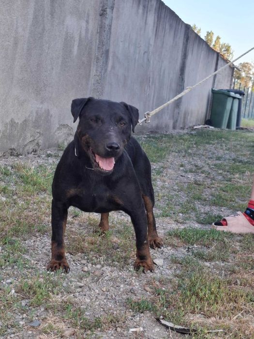 Jagdterrier de vânătoare