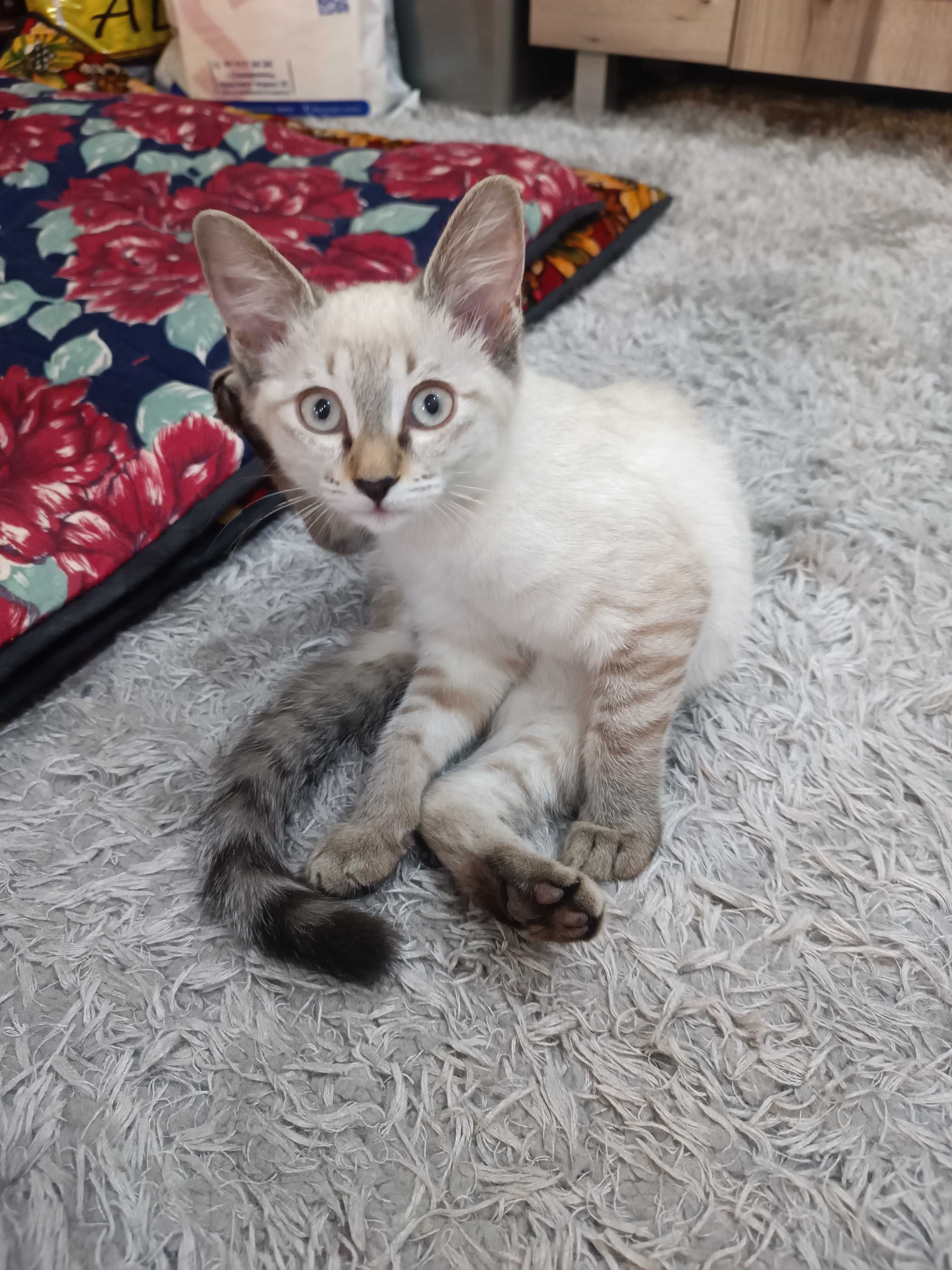 Сиамский котёнок девочка мурлыка