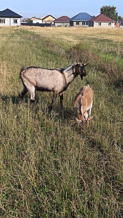 Тоқал,альпи тұқымды теке