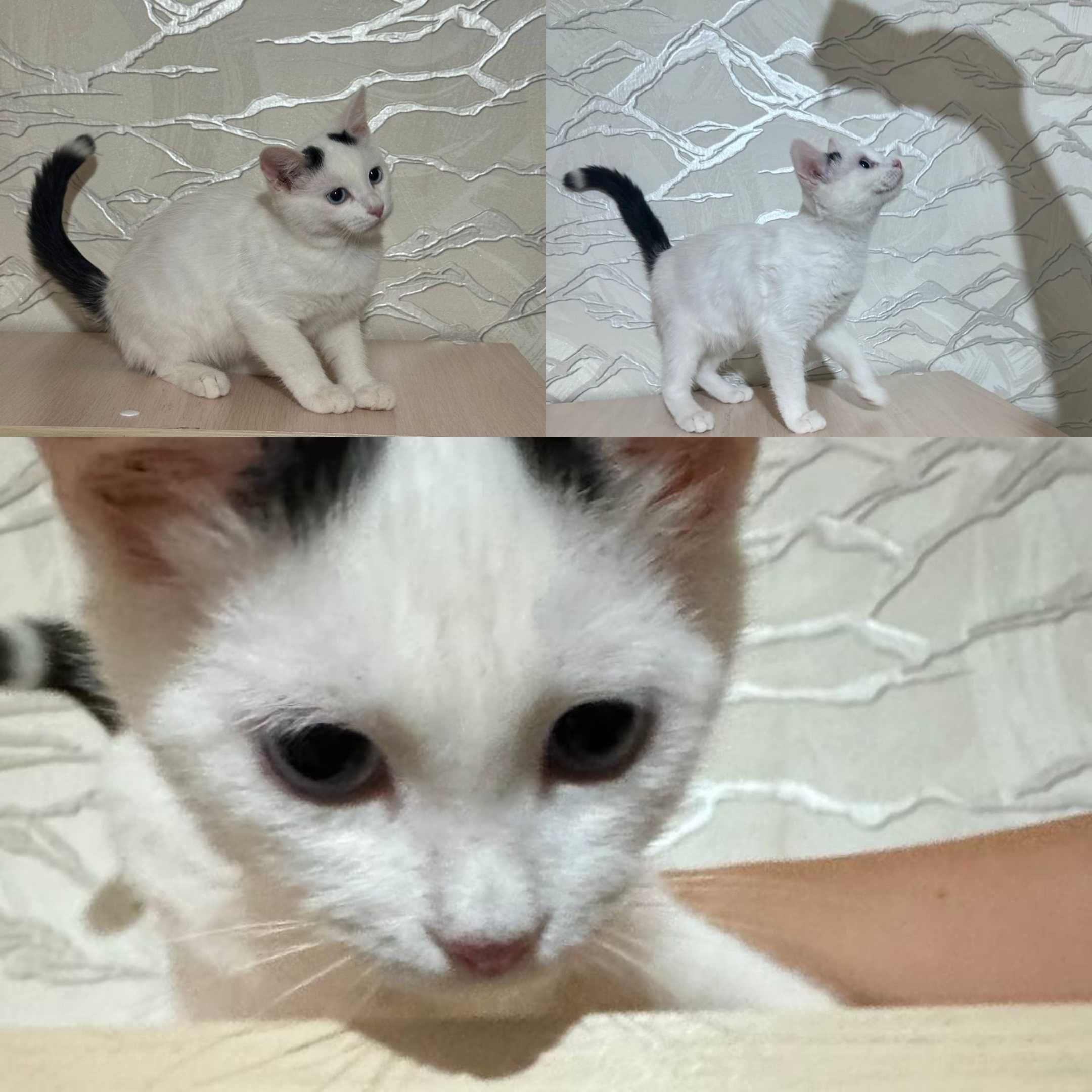 Котята в добрые руки.