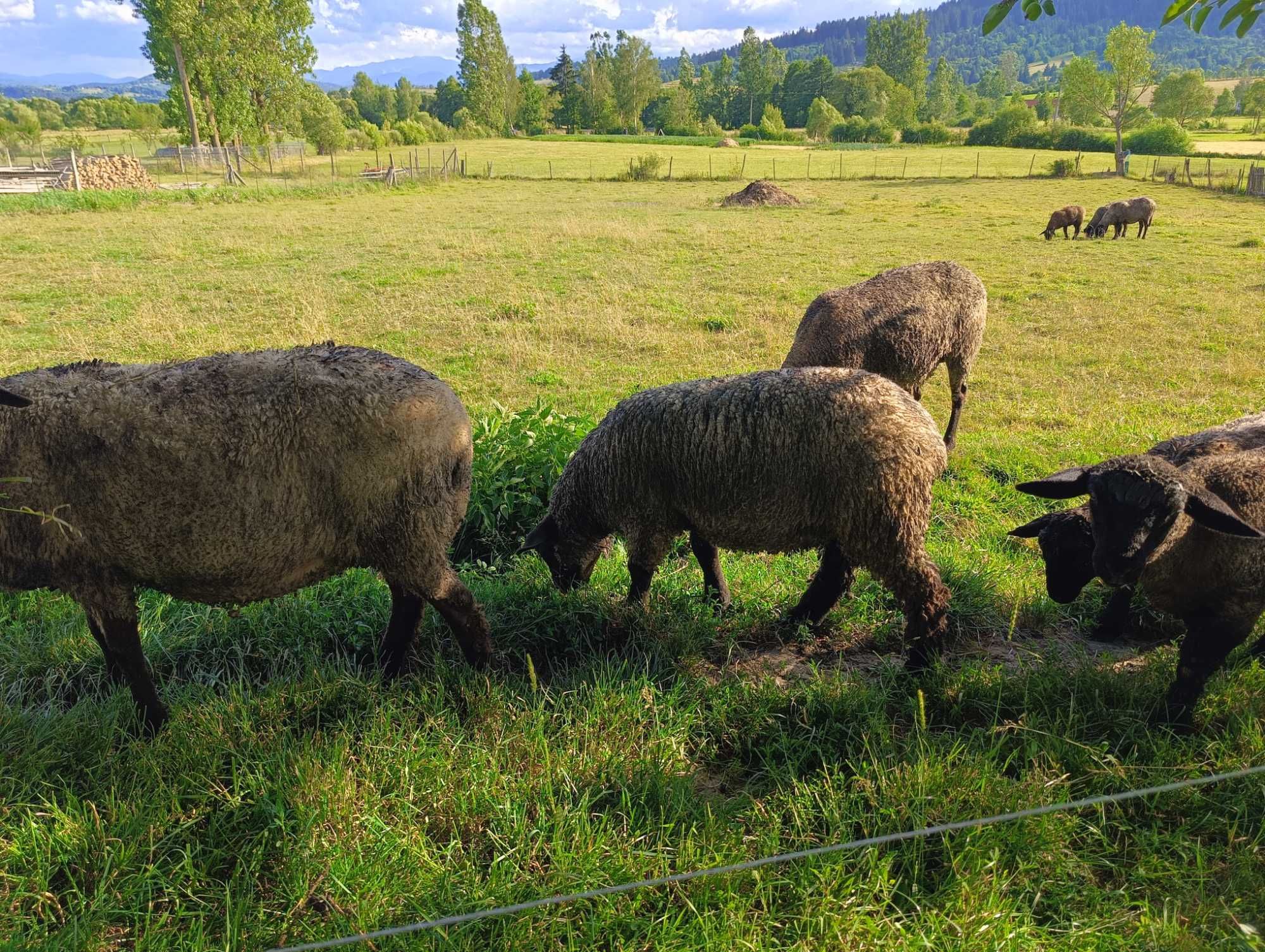 Vând oi și miei Suffolk