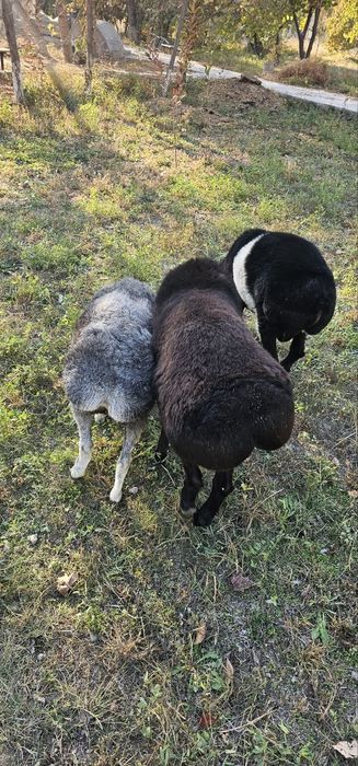 Qora qo'chqor sotiladi