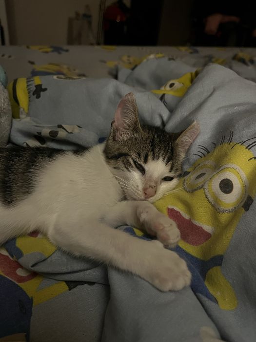 Donez pui pisicuță