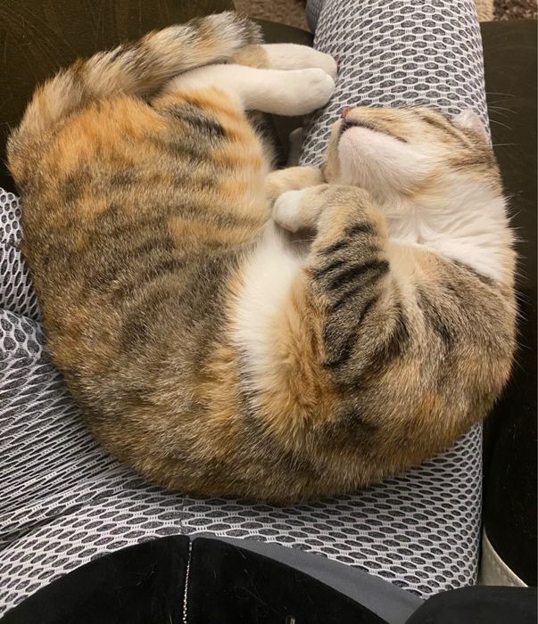 Трицветно женско коте търси дом