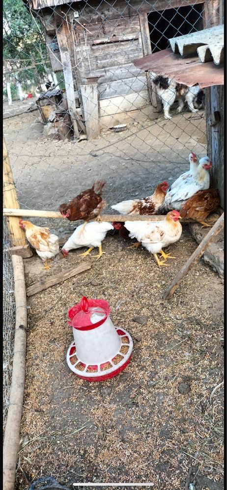 vand cocoșei de casa crescuți  in gospodarie