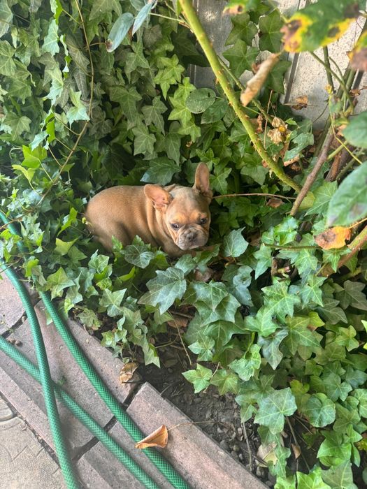 Bulldog francez: