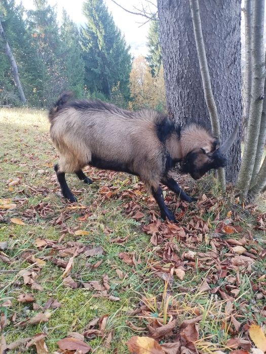 Vând țap de anul ăsta