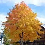 Pomi Ornamentali  arborele de zahar