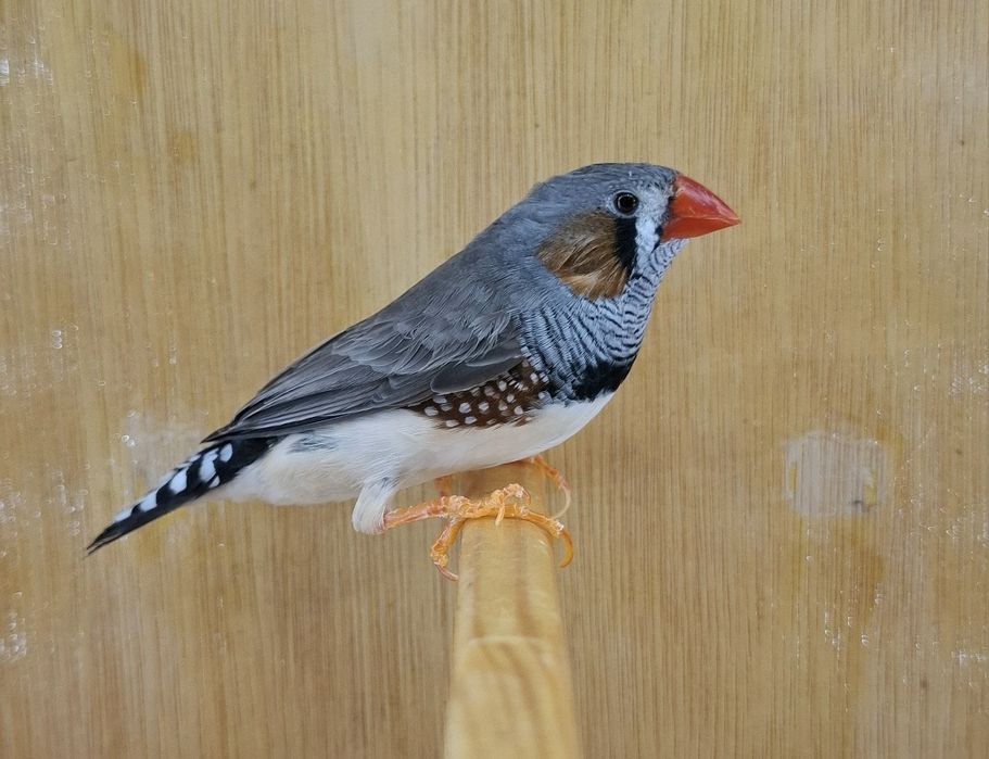 Canari razza plus zebre bonus