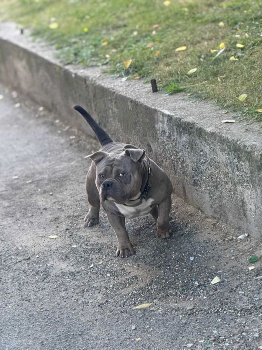 American Bully Deosebit