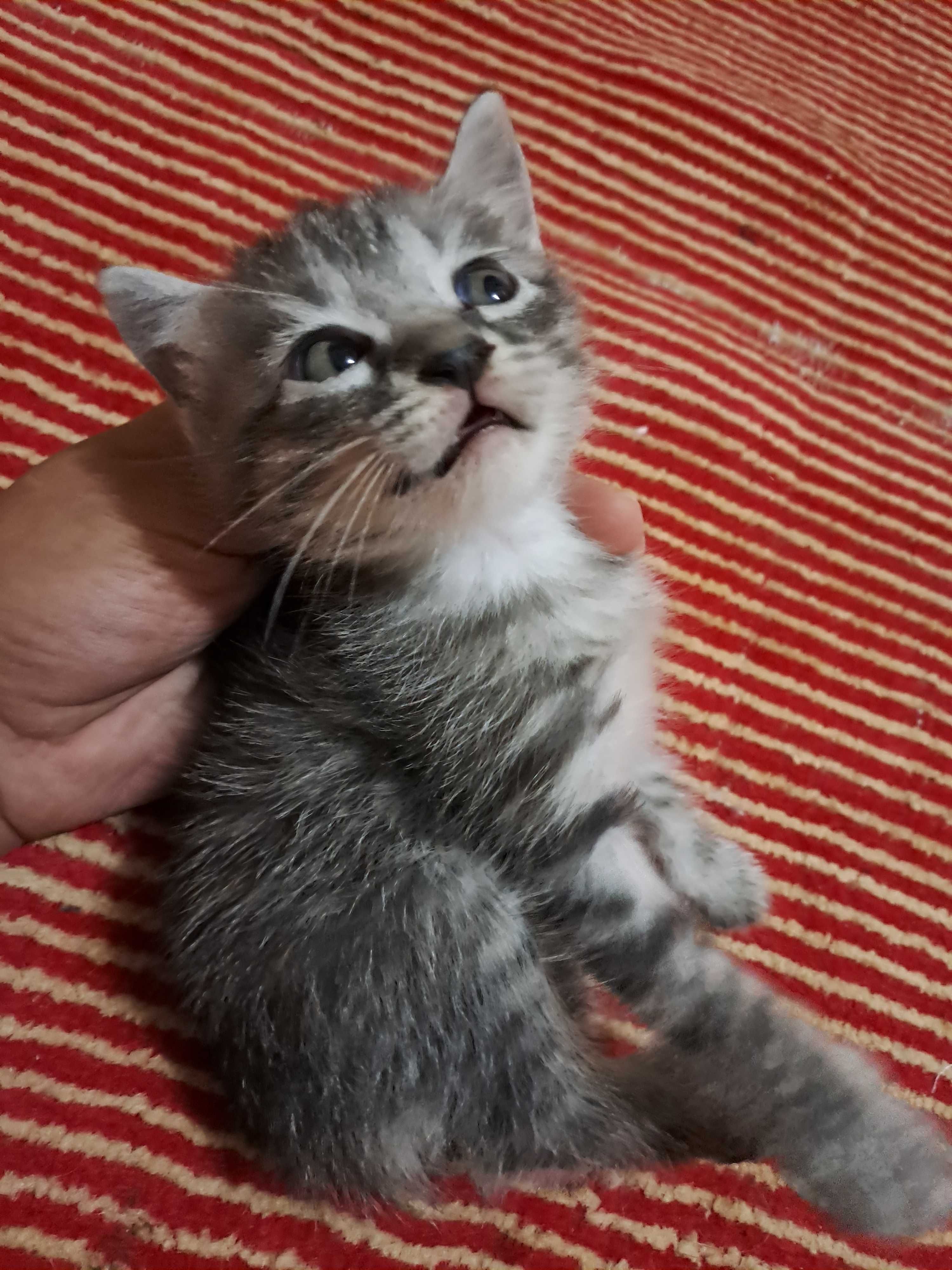 котята в Ургенче