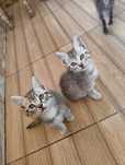 Полу персийски котенца