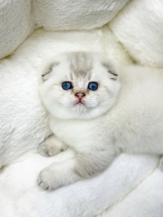 Шотландская скоттиш фолд