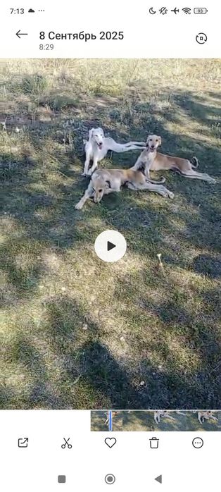 Кумай тазы щенки