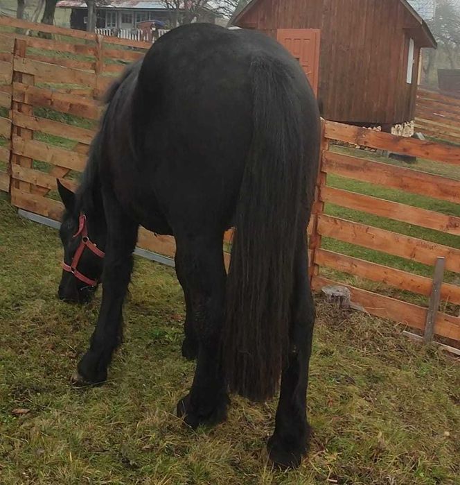 Vând mânz de 1 an și 7 luni