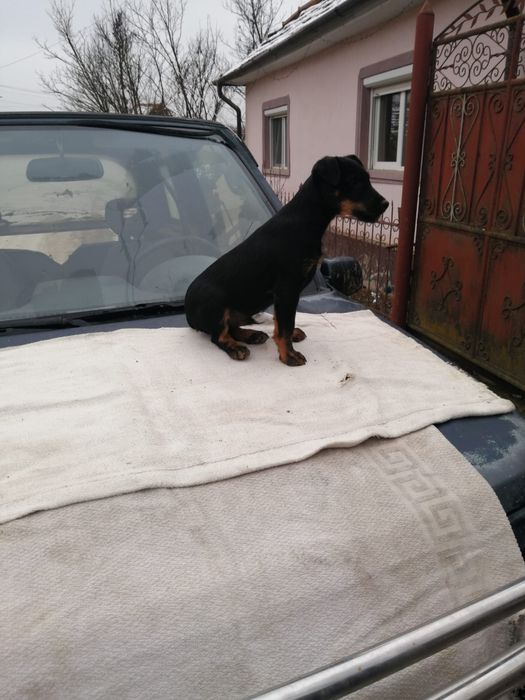 Mascul Jagd terrier in varsta de 4 luni