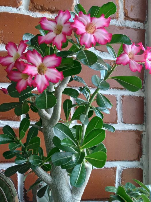 Сансевиерия,крассулы и др,