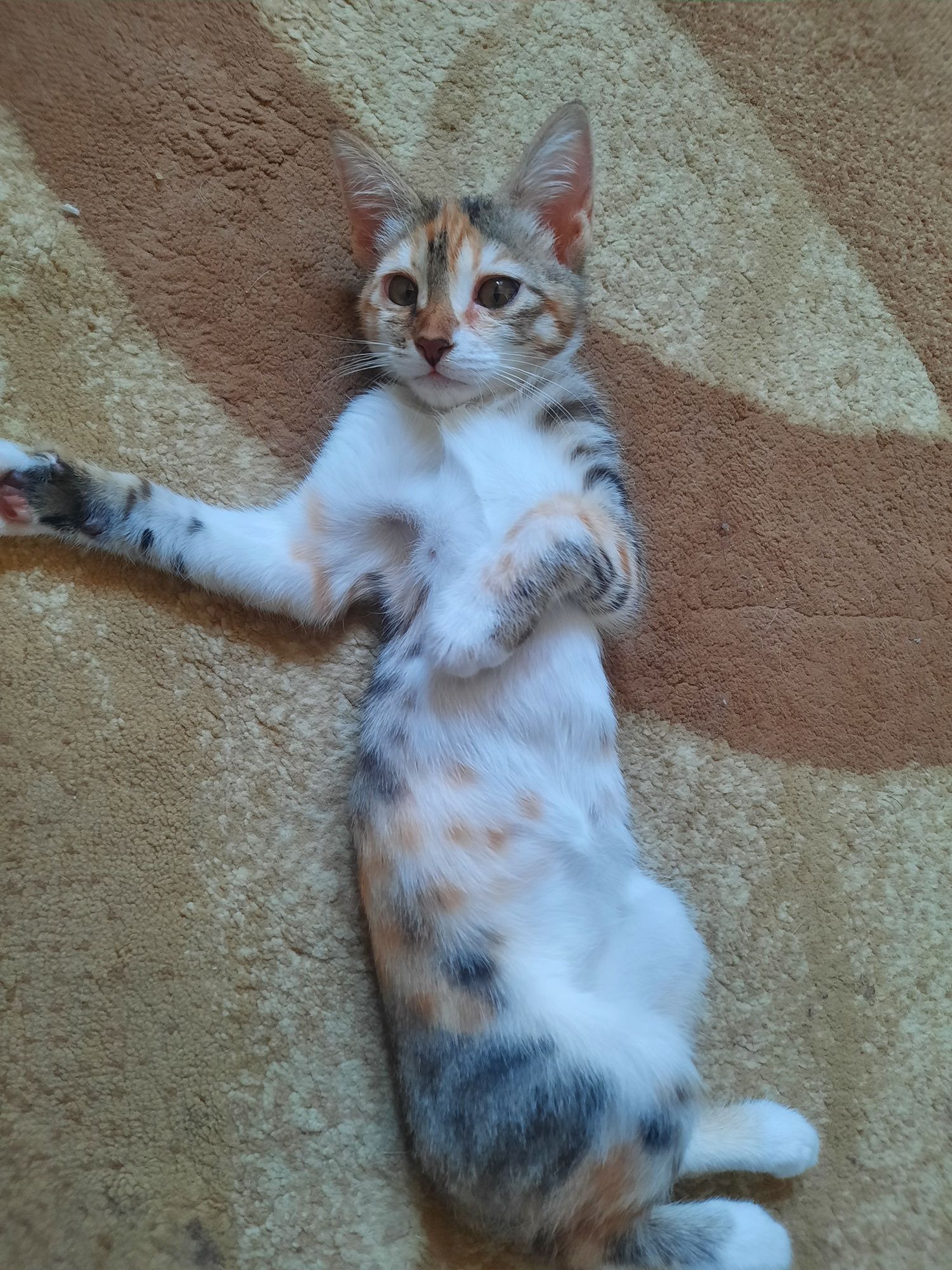 Котёнок 4 месяца