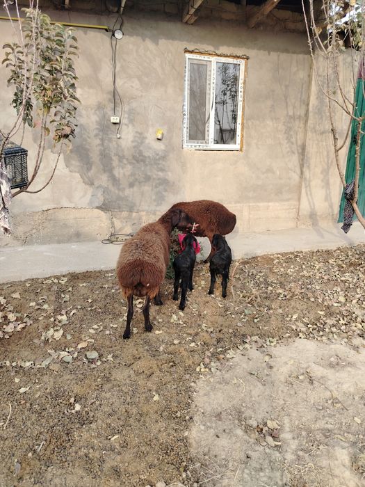 Қозылы қой.          .