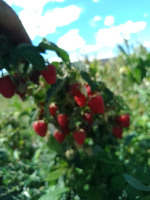 Zmeură 35 lei kg