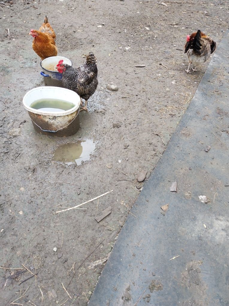 Vand gaini de casa rasa mixta