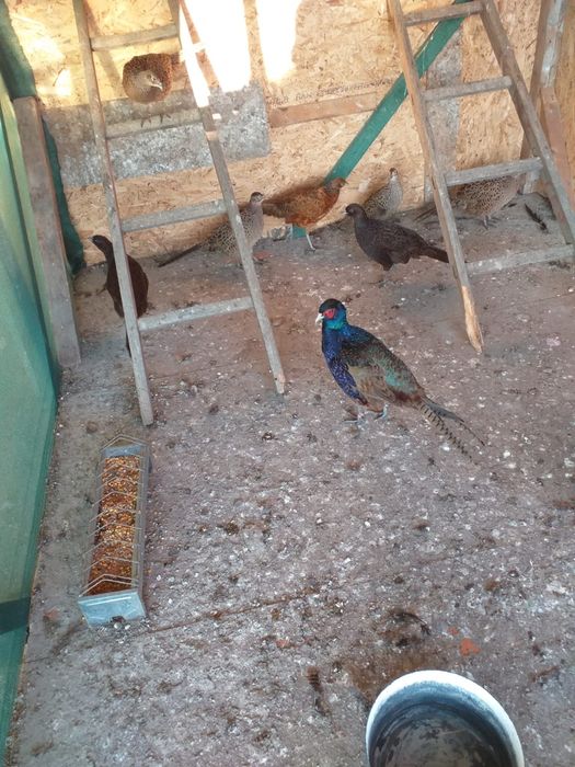 Fazani  comuni și tenebros