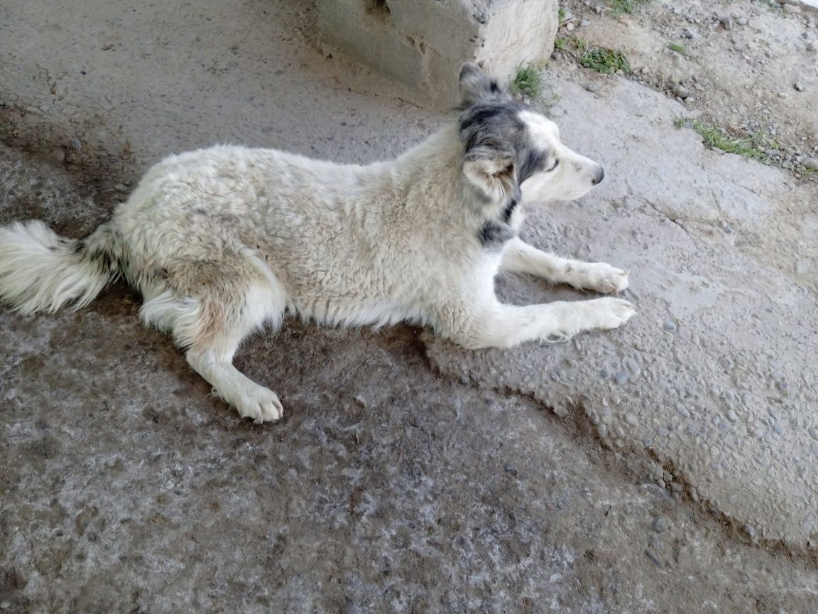 hatiko it kafolati bila