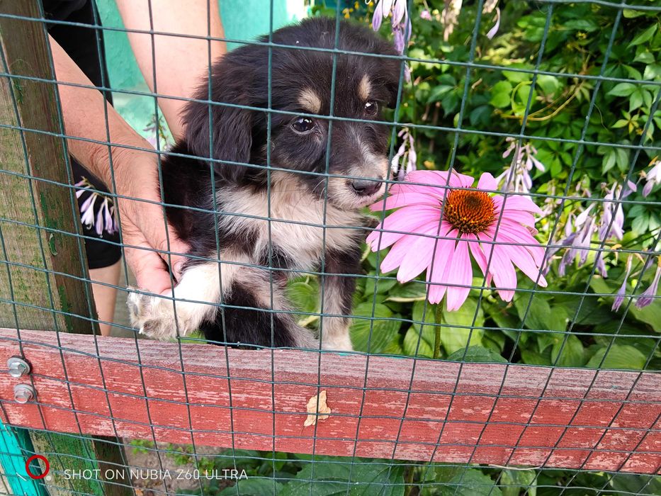 Отдам щенка в добрые руки