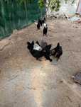 Vând puicute cu moț araucana