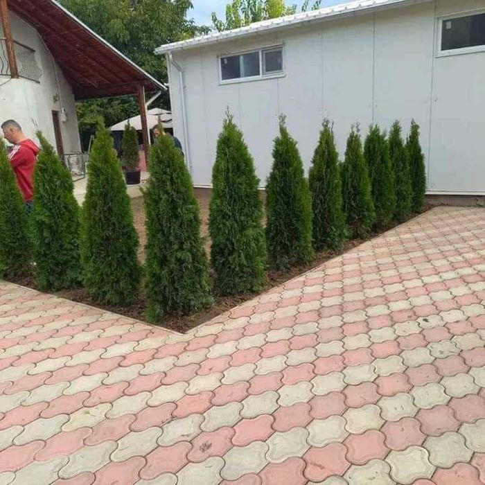 amenajari gazon si sparii verzi