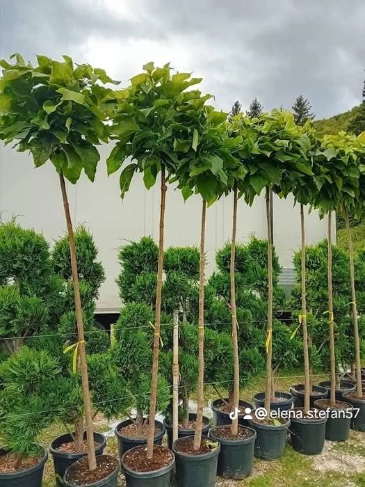 Vând plante ornamentale de cea mai buna calitate