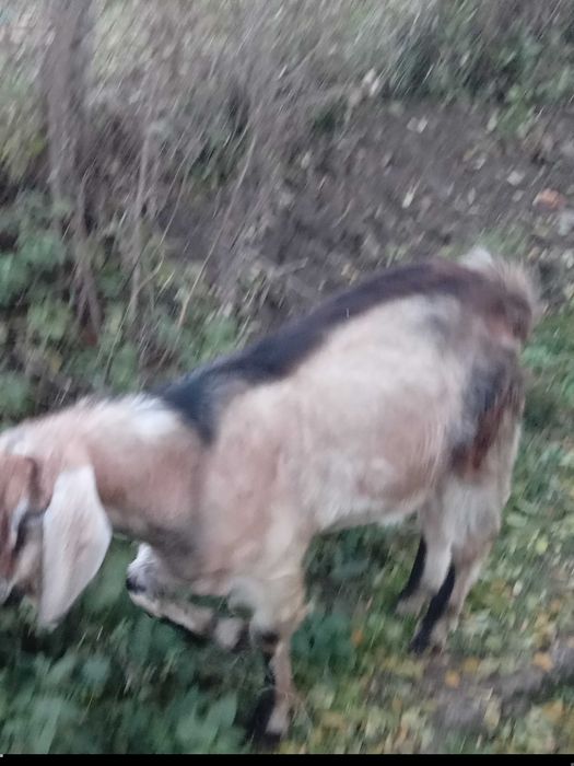 Tap metisi anglonubian