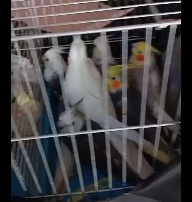 Продавам папагали корела