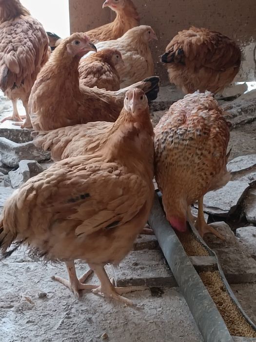 Puicuțe disponibile