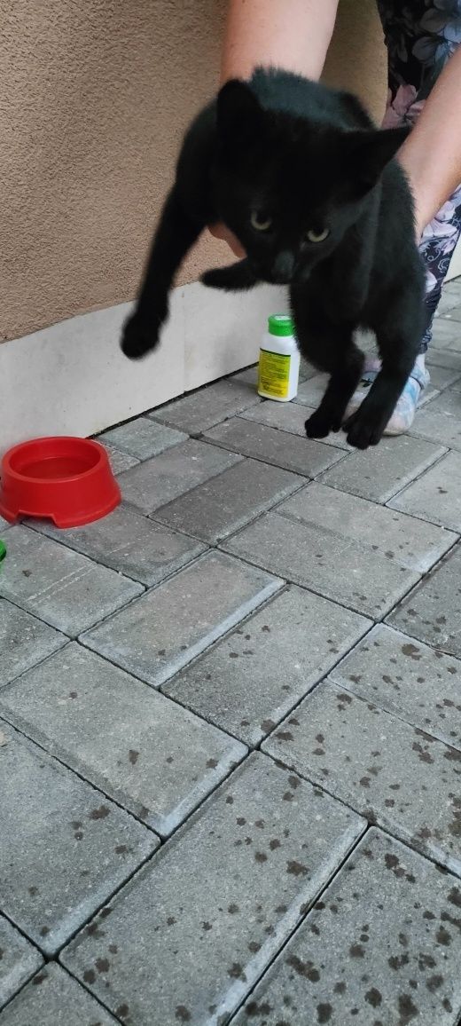 Подарявам мъжко коте