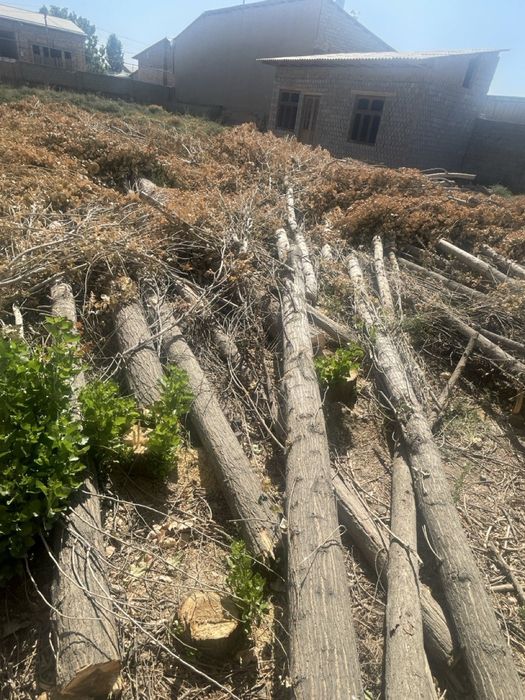 30 дона Терак сотилади