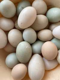 Vand oua de gaina/rata pentru incubat (atat lesesti cat si romanesti)