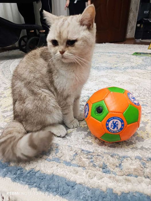 Британский длинношёрстный котёнок, девочка.