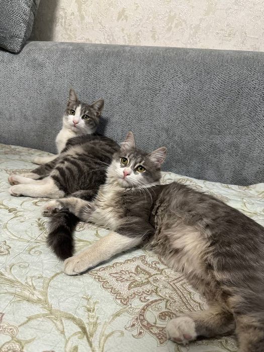 Отдам домашних котят даром в хорошие руки