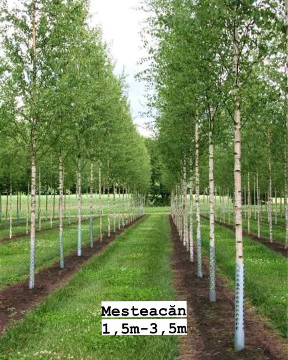 Vand copaci ornamentali-mesteacan-tei-platan